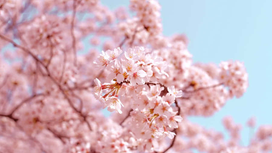 Pastel Pink Cherry Blossoms Wallpaper