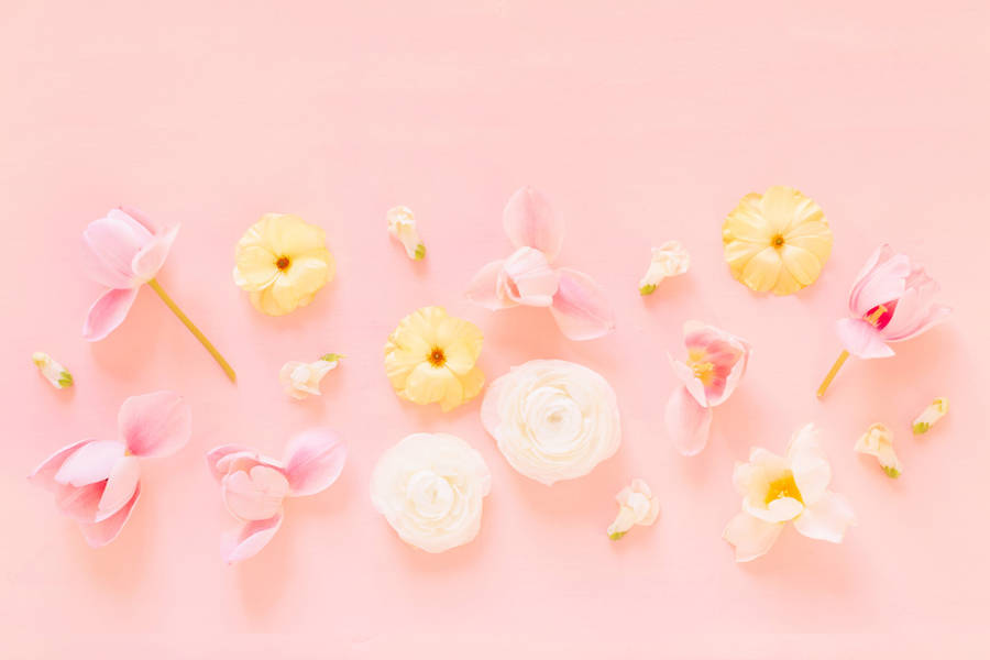 Pastel Pink Flower Flat Lay Wallpaper