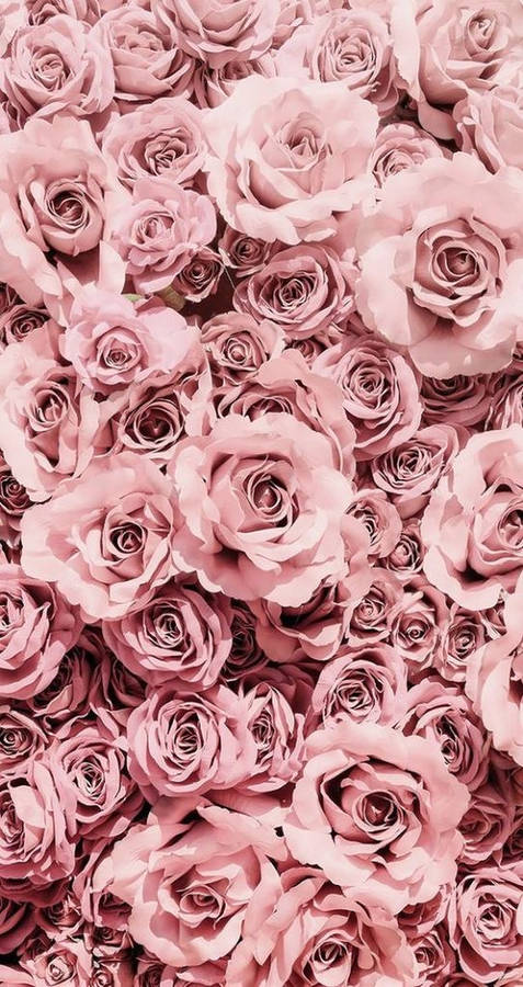 Pastel Pink Roses Background Wallpaper