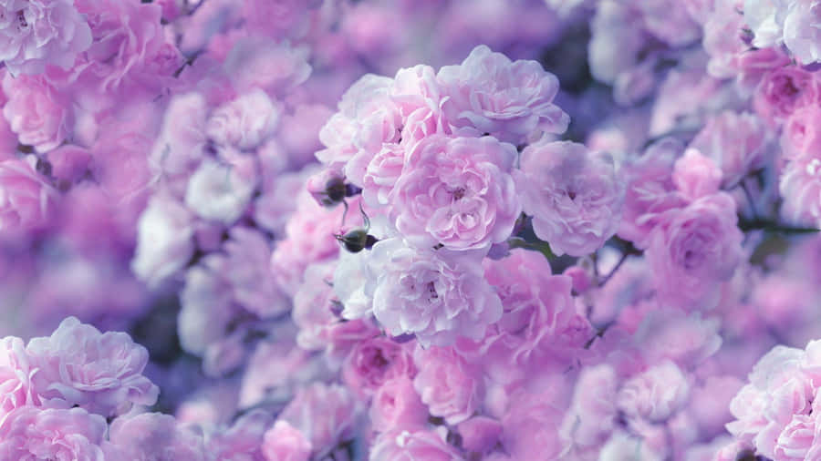 Pastel Pink Spring Blossoms Wallpaper
