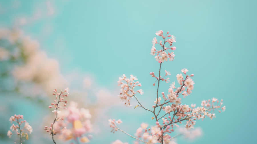 Pastel Spring Blossoms Wallpaper