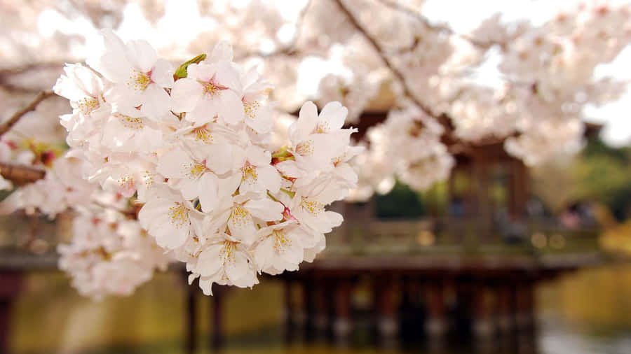 Pastel Spring Cherry Blossoms Wallpaper
