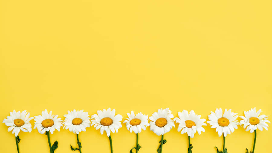 Pastel Yellow Backgroundwith White Daisies Wallpaper