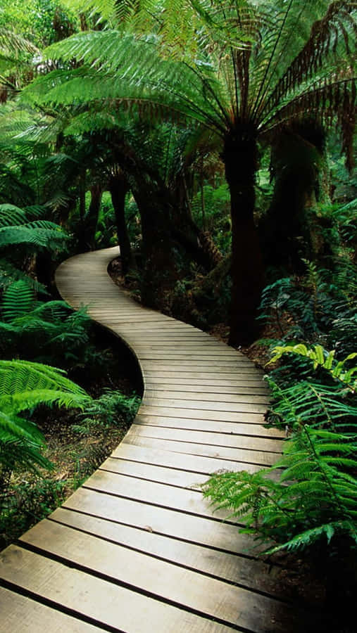 Path In A Greenery Garden Wallpaper