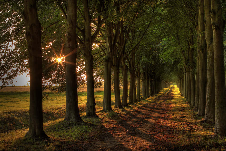 Path Under Trees On Sunrise Wallpaper