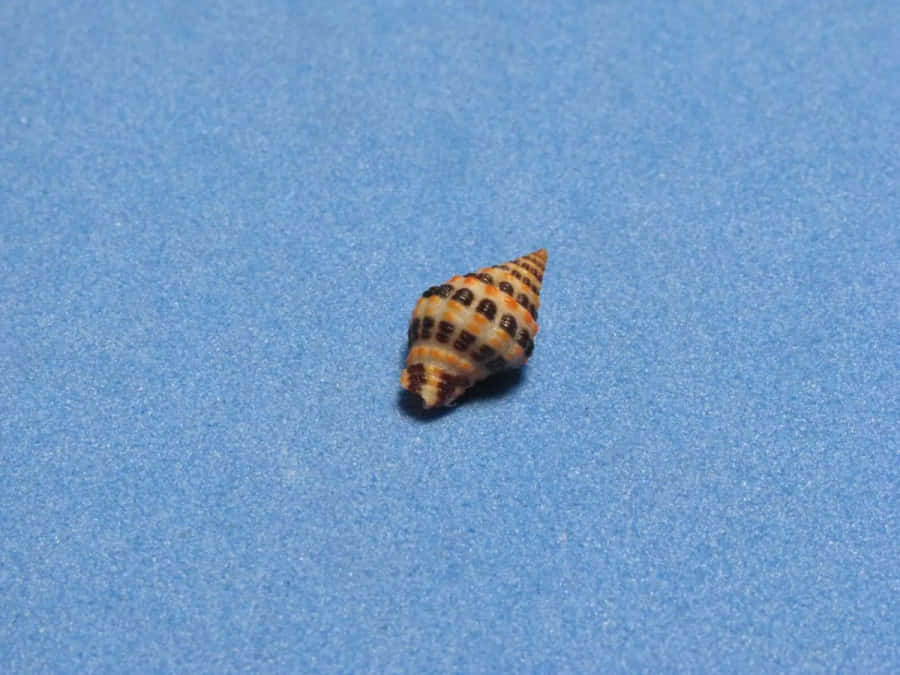 Patterned Seashellon Blue Background Wallpaper