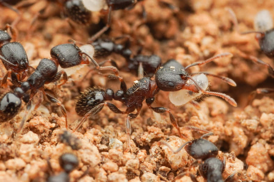 Pavement Ants Working Together Wallpaper