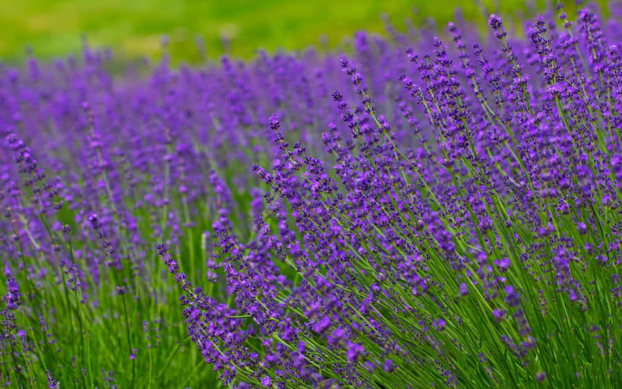 Peace And Tranquility Amidst Lavender Fields Wallpaper