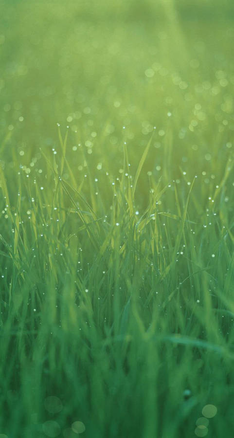 Peaceful Morning Grass Original Iphone 7 Wallpaper