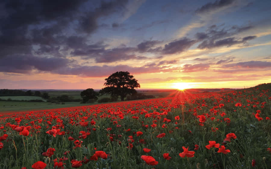 Peaceful Spring Fields At Sunset Wallpaper