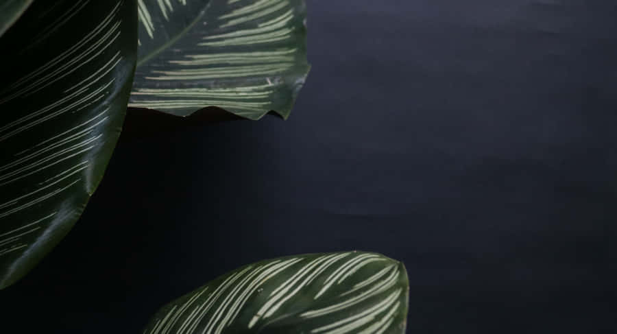 Peaceful Sunrise On The Coast Wallpaper