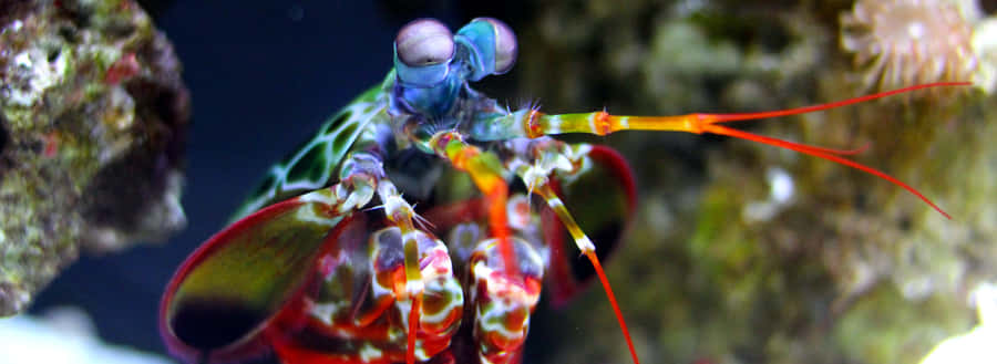 Peacock Mantis Shrimpin Aquarium Wallpaper