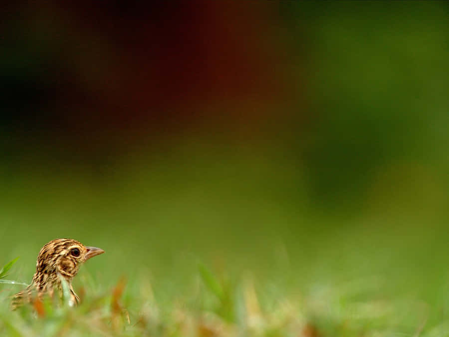 Peeking Larkin Grass Wallpaper