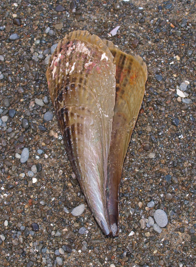 Pen Shellon Pebbled Shore.jpg Wallpaper