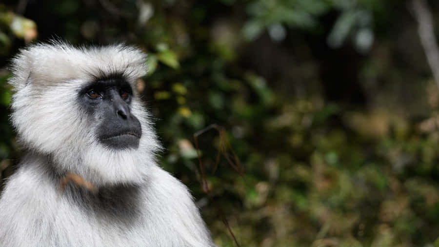 Pensive_ Langur_in_ Natural_ Habitat.jpg Wallpaper
