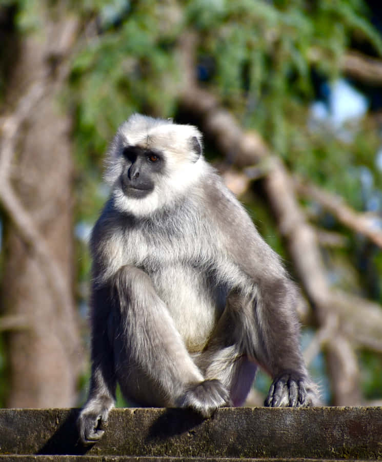 Pensive Languron Ledge Wallpaper