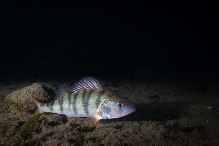 Perch Swimmingat Night Wallpaper