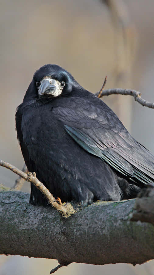 Perched Rook Bird Wallpaper