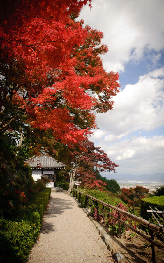 Perfectly Captured: Portrait Mode Photography Wallpaper