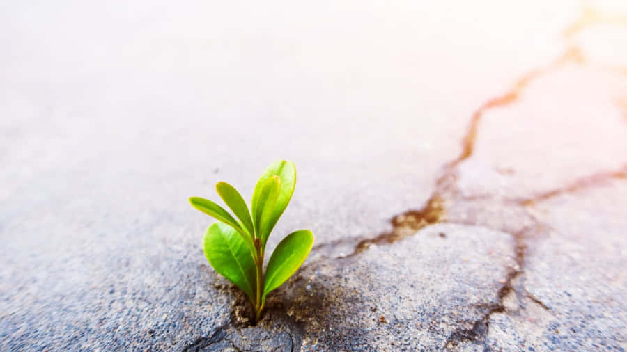 Persistent Plant Growing On Cement Road Wallpaper