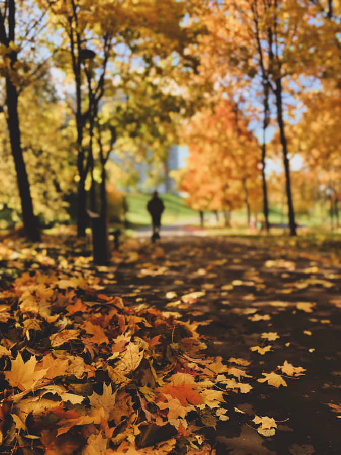 Person Doing Some Brisk Walking During Autumn Season Wallpaper