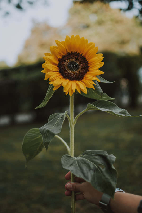 Person Holding A Sunflower Phone Wallpaper