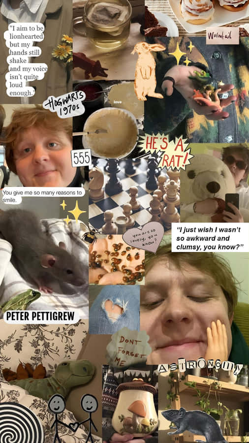 Peter Pettigrew Moments Wallpaper