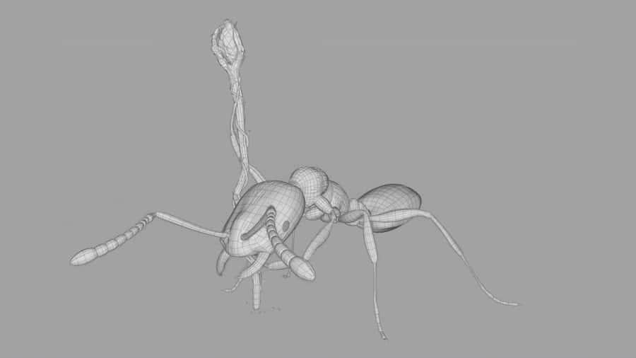 Pharaoh Ant3 D Wireframe Model Wallpaper