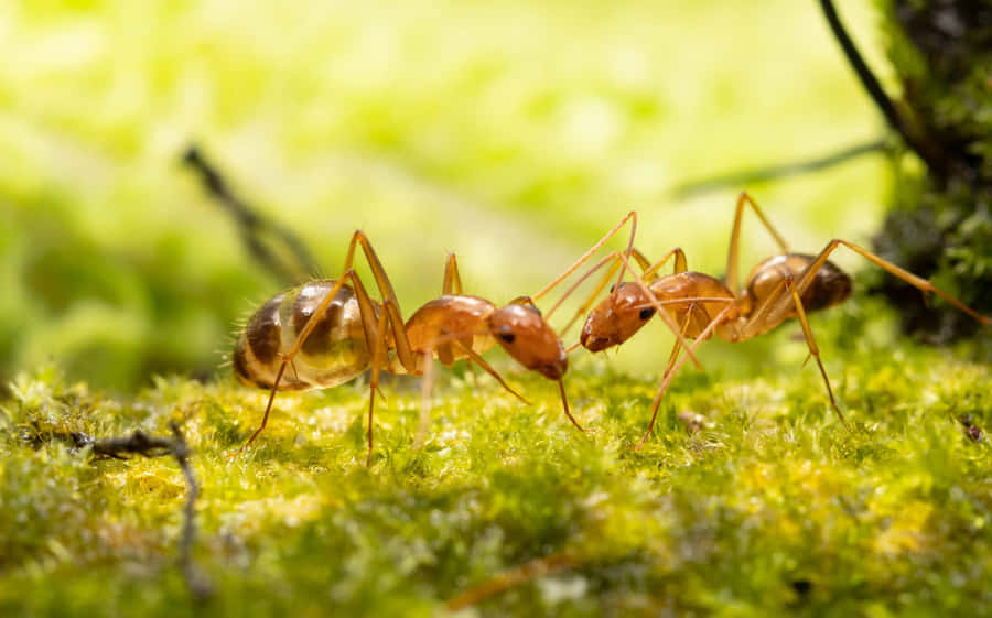 Pharaoh Ants Mossy Terrain Wallpaper