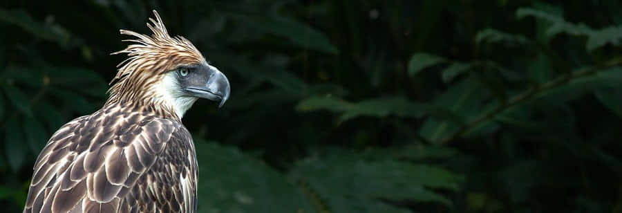 Philippine Eagle Profile Against Green Foliage Wallpaper