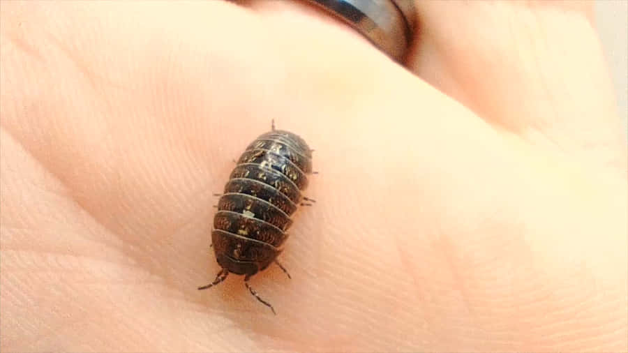 Pillbugin Hand.jpg Wallpaper