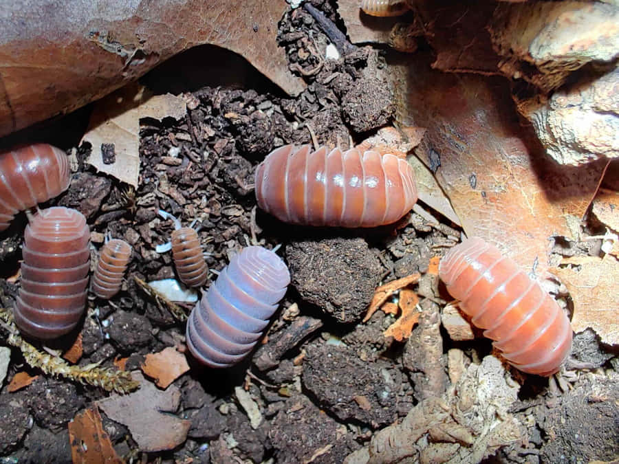 Pillbugsin Habitat.jpg Wallpaper