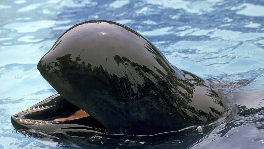 Pilot Whale Surface Behavior Wallpaper