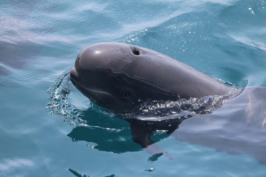 Pilot Whale Surfacing Closeup.jpg Wallpaper