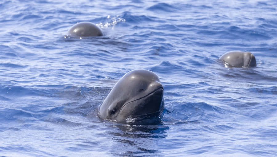 Pilot Whales Surfacingin Blue Ocean Wallpaper