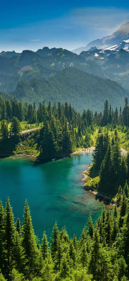 Pine Trees Nature 4k Iphone Wallpaper