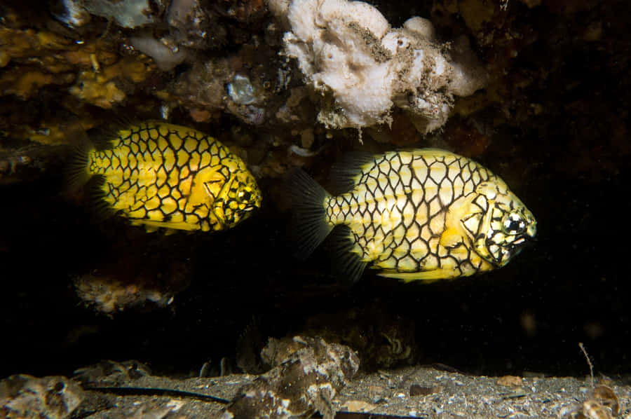 Pineapple Fish Underwater Scene Wallpaper