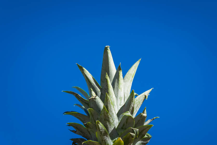 Pineapple Sharp Leaves Wallpaper