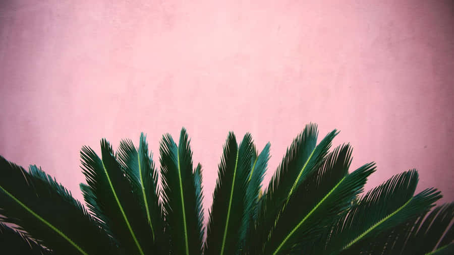 Pink And Green Contrast Wallpaper