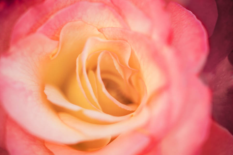 Pink And Yellow Rose Bud Screensavers Wallpaper