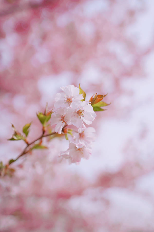 Pink Blossom Flower Android Wallpaper