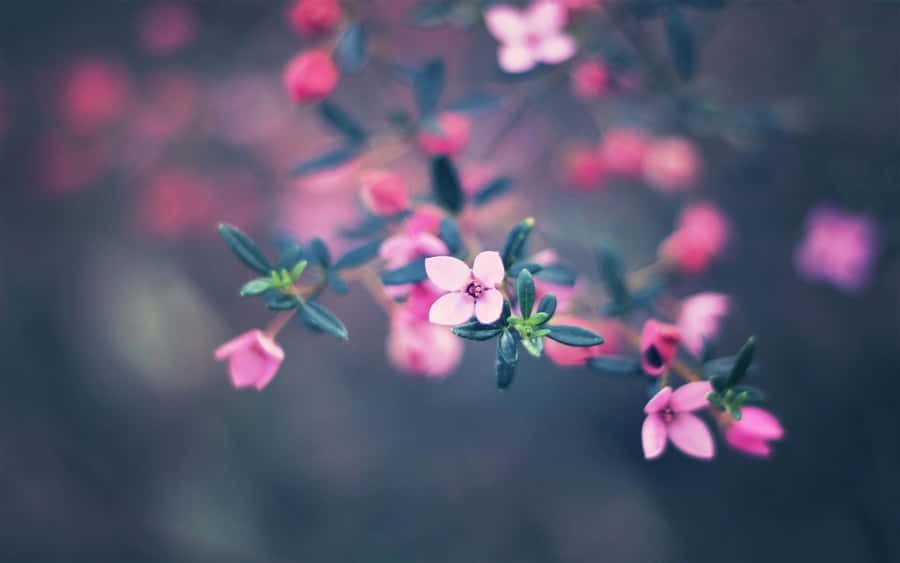Pink Cute Flower Wallpaper