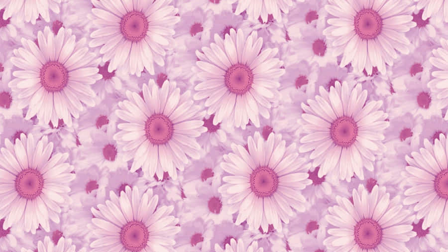 Pink Daisy Aesthetic Computer Wallpaper