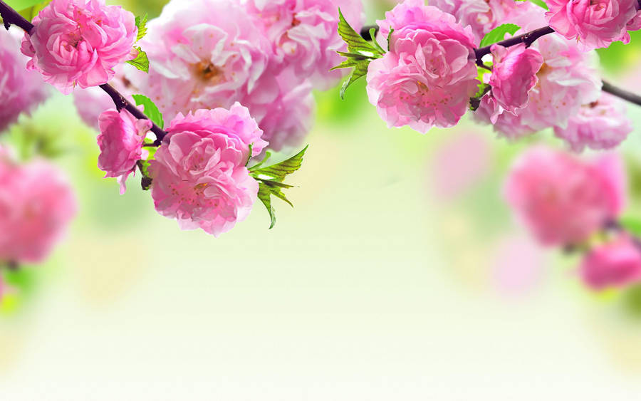Pink Flower Canopy Wallpaper