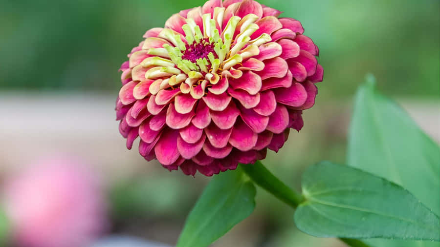 Pink Flower With Green Leaves Wallpaper