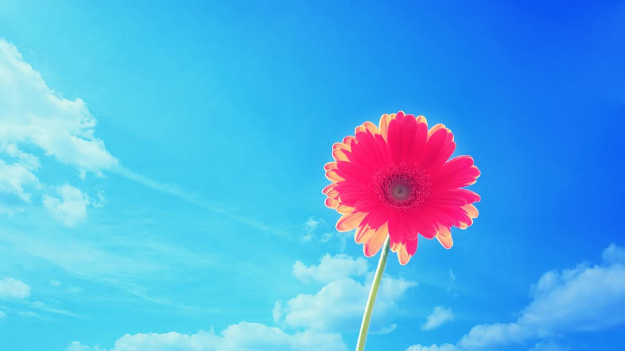 Pink Gerbera Summer Desktop Wallpaper