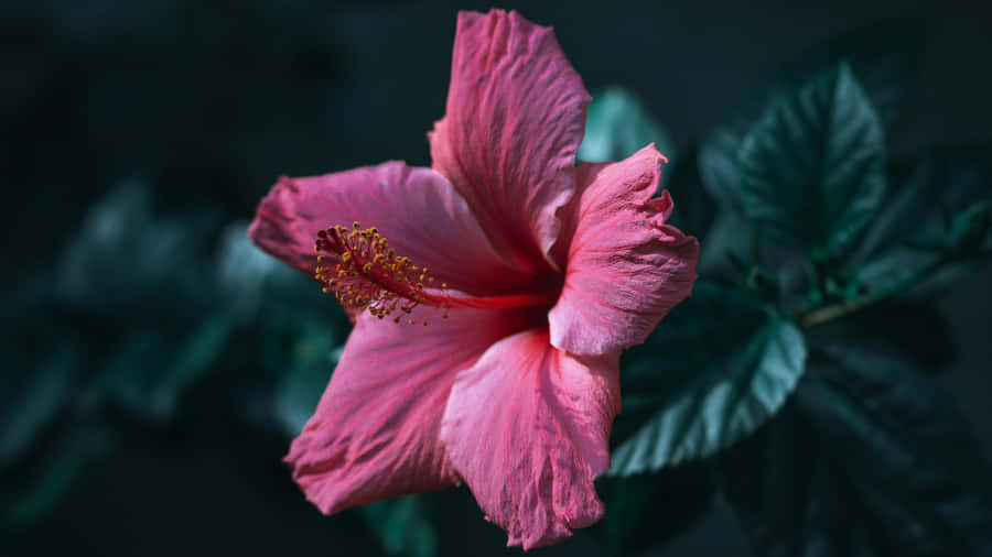 Pink Hibiscus Flower Wallpaper