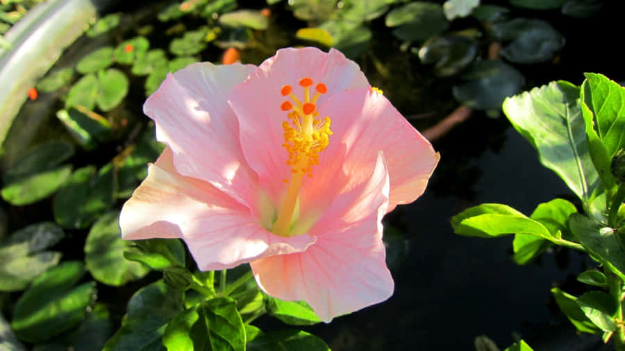 Pink Hibiscus Flower Wallpaper
