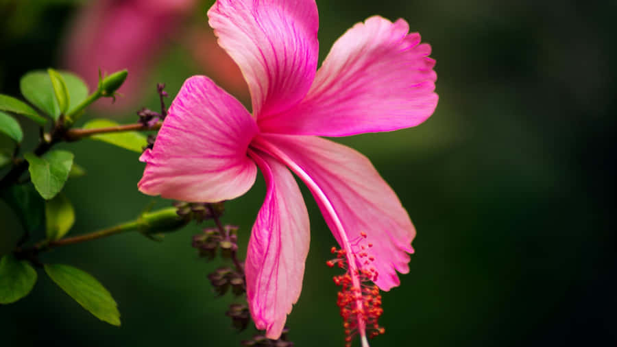 Pink Hibiscus Flower Wallpaper