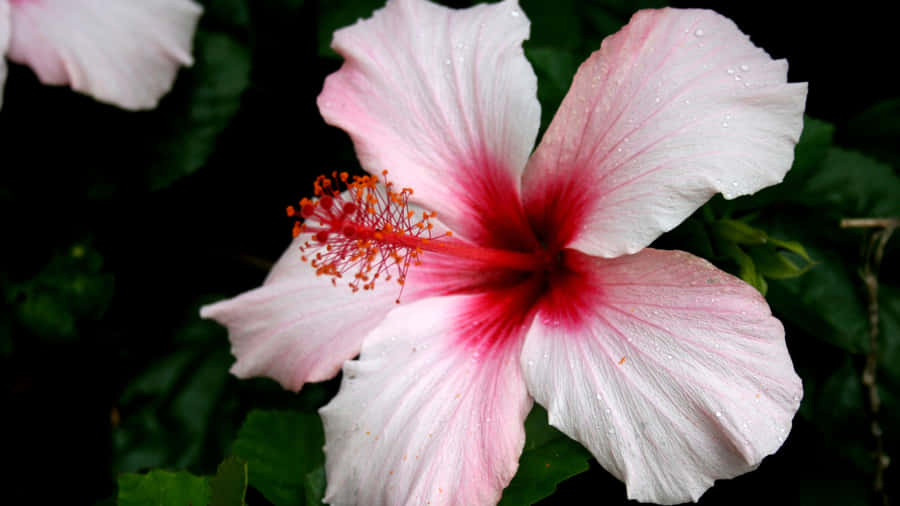 Pink Hibiscus Flower Wallpaper